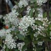Chokeberry Brilliantissima #5 - Image 2
